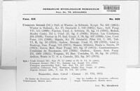 Uromyces geranii image